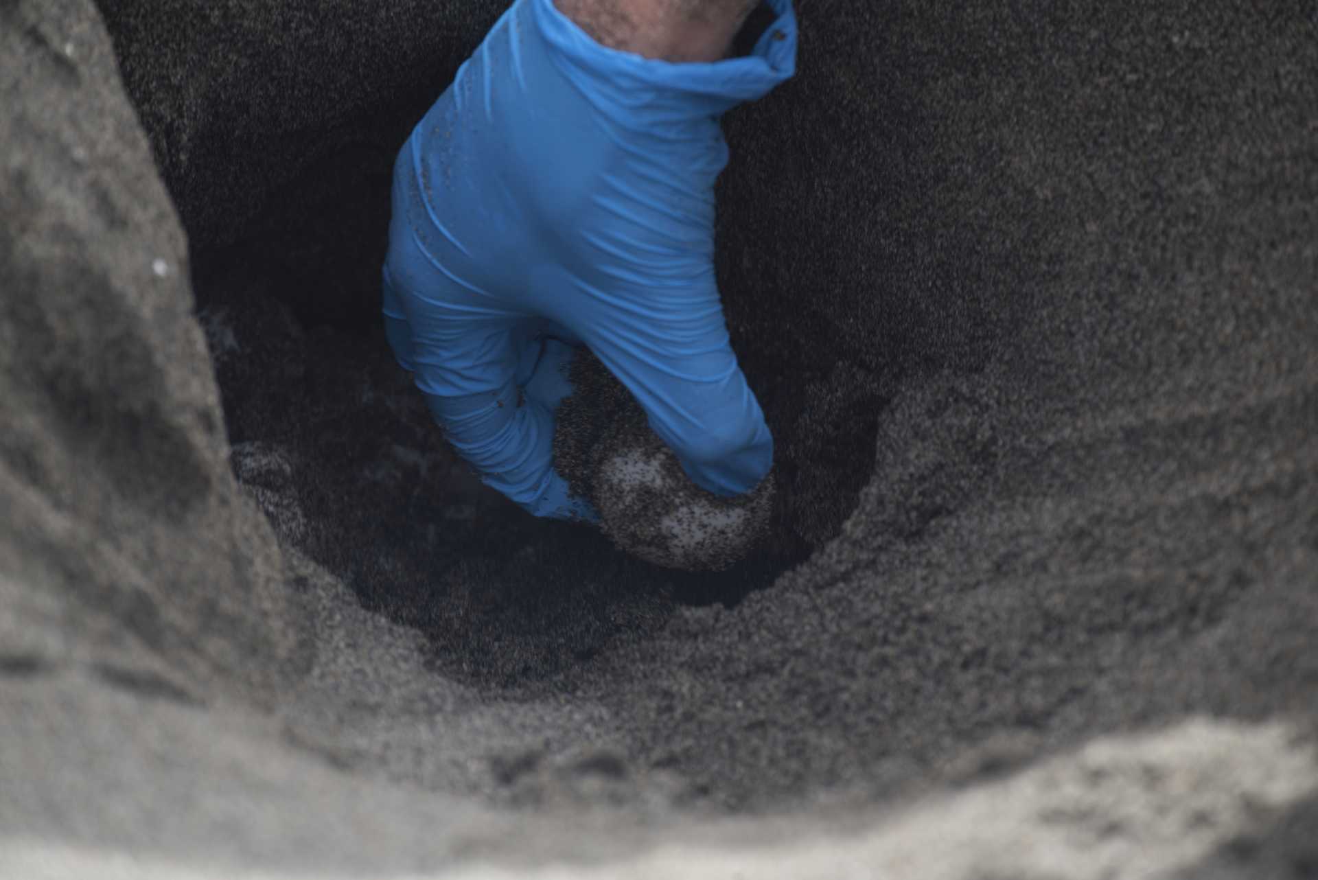 Una tartaruga marina deposita le sue uova a Ostia